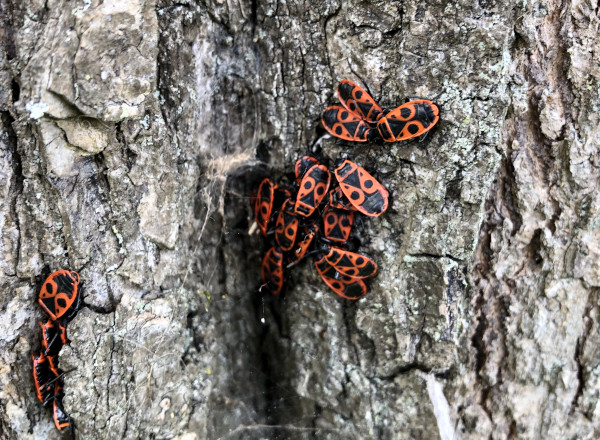 Pyrrhocoris apterus &copy; Nicolas Macaire / LPO